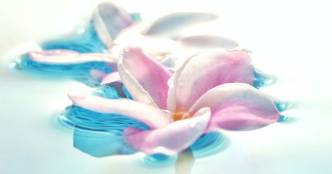 Flower Essences Flower Essences