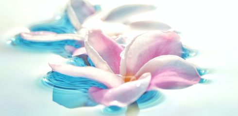 Flower Essences Flower Essences